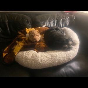 Meet your Posher, Lee